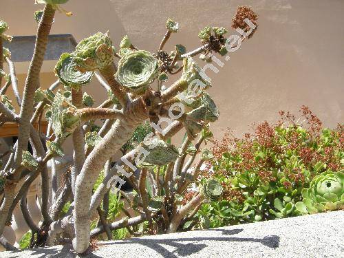 Aeonium holochrysum Webb et Berthel. (Aeonium arboreum 'Holochrysum')