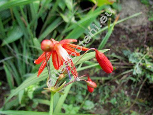 Bessera elegans Schult. (Pharium elegans (Schult. f.) Steud., Bessera fistulosa (Herb.) Pritz, Bessera herbertii Don in Sweet)