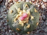 Lophophora williamsii (Lophophora williamsii (Lem. ex Salm-Dyck) Coult., Lophophora diffusa (Croiz.) Bravo)