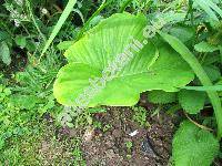 Arisaema fargesii