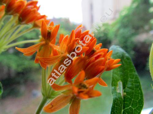 Asclepias tuberosa L.