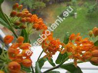 Asclepias tuberosa L.