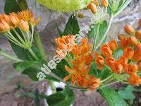 Asclepias tuberosa L.