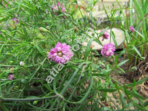 Petrorhagia saxifraga 'Rosette'