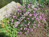 Petrorhagia saxifraga 'Rosette'