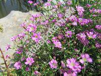 Petrorhagia saxifraga 'Rosette'