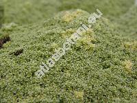Arenaria lithops Heyw. (Alsine, Gypsophytum, Alsinanthus)