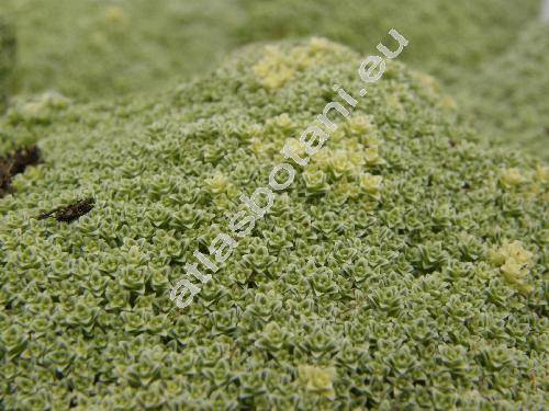 Arenaria lithops Heyw. (Alsine, Gypsophytum, Alsinanthus)