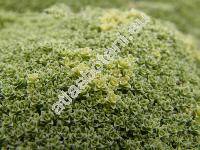 Arenaria lithops Heyw. (Alsine, Gypsophytum, Alsinanthus)