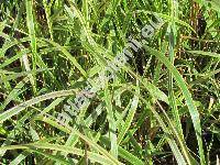 Calamagrostis 'Overdame' (Calamagrostis arundinacea x Calamagrostis epigejos = Calamagrostis acutiflora (Schrad.) Reichenb.)