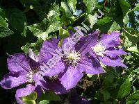 Clematis 'Sieboldii'