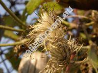 Clematis 'Sieboldii'