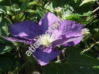 Clematis 'Sieboldii'