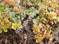 Thymus x citriodorus 'Sambesi'