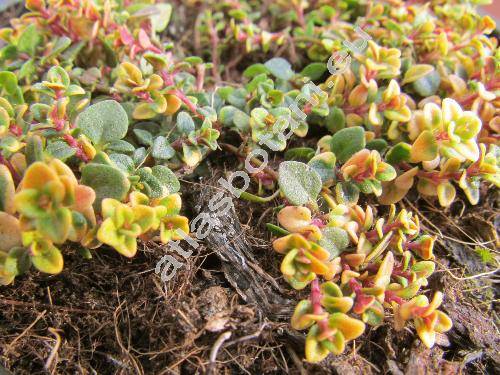 Thymus x citriodorus 'Sambesi'