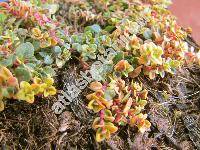 Thymus x citriodorus 'Sambesi'