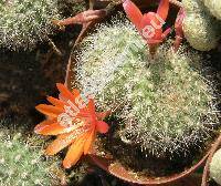 Rebutia senilis Back. (Aylostera, Rebutia  miniscula Schur)