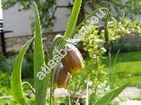 Fritillaria uva-vulpis Rix