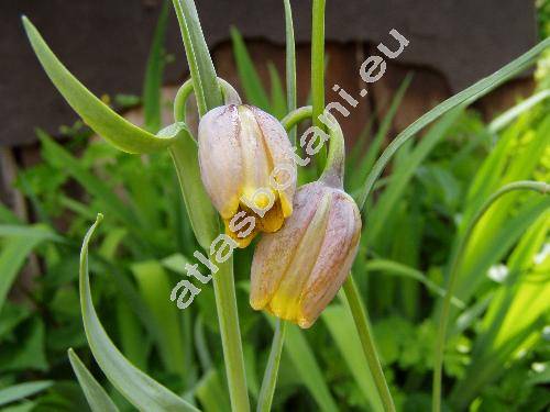 Fritillaria uva-vulpis Rix