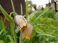 Fritillaria uva-vulpis Rix