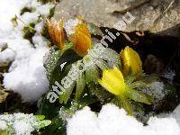 Eranthis hyemalis L. (Eranthis hiemalis)