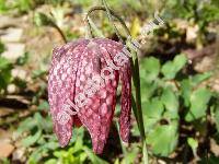 Fritillaria meleagris L.