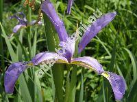 Iris spuria L.