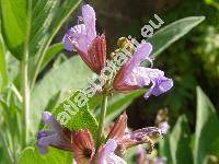 Salvia officinalis L.