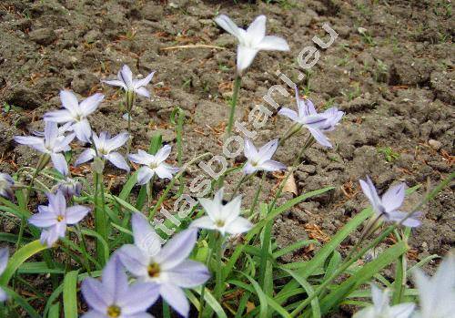 Ipheion uniflorum (Raf.) Traub. (Brodiaea uniflora (Lindl.) Engl., Milla uniflora (Lindl.) Grah., Triteleia uniflora Lindl.)