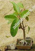 Ficus annulata Blume (Urostigma annulatum (Blume) Miq.)