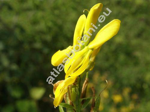 Genista tinctoria L. (Cytisus  tinctorius (L.) Vis.,  Genista elata (Moench) Wen.)