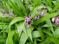 Bletilla striata (Thunb.) Rchb.