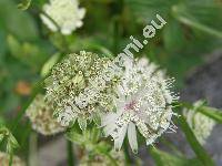 Astrantia major L.