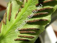 Phyllitis scolopendrium (L.) Newman (Asplenium scolopendrium L., Scolopendrium officinarum Sw.)