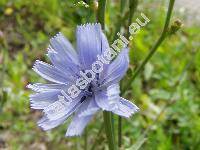 Cichorium intybus L. (Cichorium intybus subsp. intybus, Cichorium commune Pall., Cichorium hirsutum Gren., Cichorium cicorae Dum.)