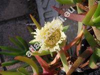 Carpobrotus edulis (L.) Br. (Mesembryanthemum edule L.)