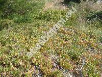 Carpobrotus edulis (L.) Br. (Mesembryanthemum edule L.)