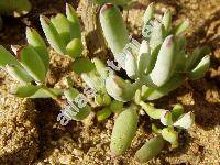 Cotyledon orbiculata var. dinteri