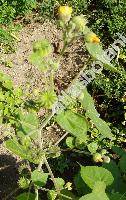 Abutilon theophrasti Med. (Sida abutilon L.)