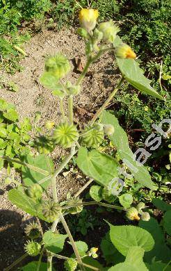 Abutilon theophrasti Med. (Sida abutilon L.)