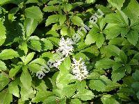 Pachysandra terminalis Sieb. et Zucc. (Pachysandara)