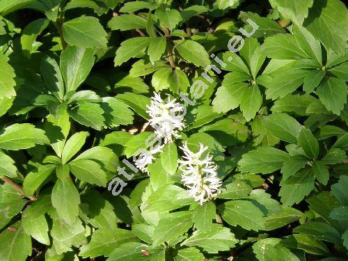 Pachysandra terminalis Sieb. et Zucc. (Pachysandara)