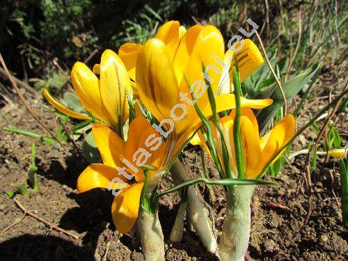 Crocus susianus Gawl. (Crocus angustifolius West.)