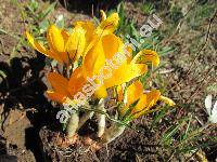 Crocus susianus Gawl. (Crocus angustifolius West.)