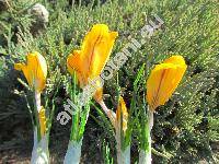 Crocus susianus Gawl. (Crocus angustifolius West.)