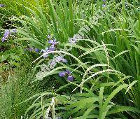 Iris versicolor L.