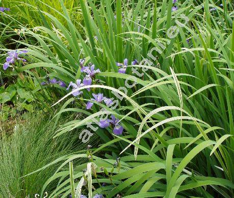 Iris versicolor L.