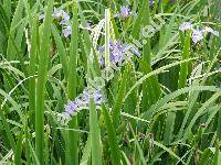 Iris versicolor L.