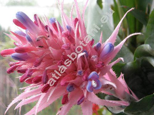 Aechmea fasciata (Lindl.) Baker (Billbergia fasciata Lindl., Billbergia rhodocyanea Lem., Aechmea dealbata E. Moor.)