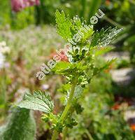 Urtica urens L.